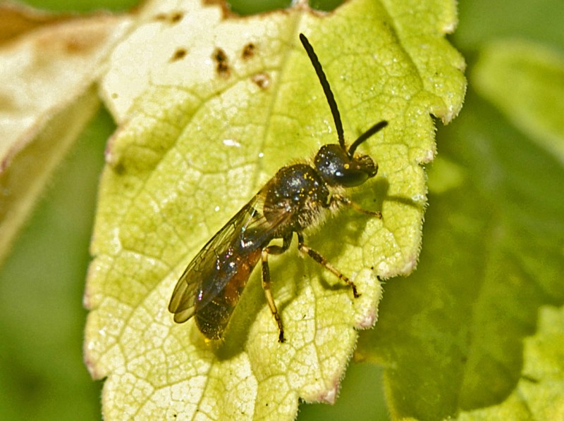 Lasioglossum sp., maschio  (Apidae Halictinae)